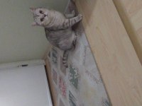 BRİTİSH CAT GRİ ERKEK