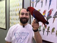 MİKROÇİPLİ KIRMIZI ECLECTUS PAPAĞANIMIZ FULL EVCİL