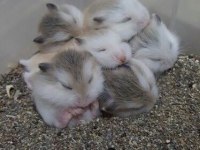 Gonzales Hamster Yavrular Ve Tüm Malzemeleri Adrese Teslim