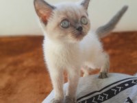 SCR'li Anne Babadan Blue Point Yavrular