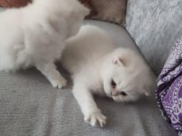 British Shorthair 2,5 Aylık