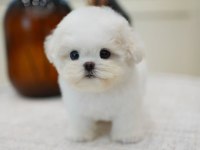 Pomeranian boo safkan köpeğimiz