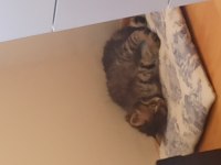Bir ailesi olmasını istiyorum tekir