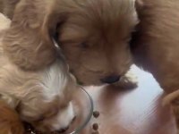 MÜKEMMEL ANNE BABAYA SAHİP TOY COCKAPOO