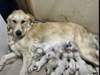 A kalite ırk sağlık garantili Golden retriever yavrular