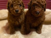 Aşılı Toy Poodle Yavrularımız