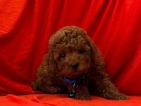Sağlık ve ırk garantili toy poodle bebeklerim
