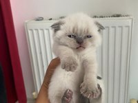 Temiz bakımlı scottish fold yavrularımız