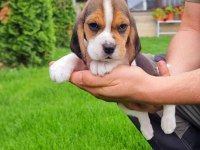 Harika beagle bebekler
