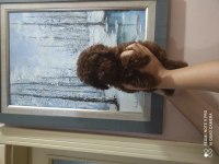 ANKARANIN EN KÜÇÜK POODLE KORELERİ