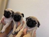Erkek 3 Pug Yavrumuz