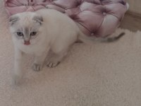 Çok acil british shorthair