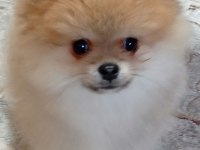 3 Aylık Erkek ;Pomeranian Yavrular
