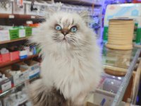 British longhair dişi
