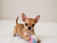 Gold renk WC eğitimli mini boy chihuahua