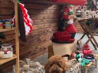 Korea Kan Red Brown poodle 2 yaşında damızlık erkek