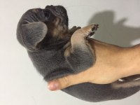 Egzotik French Bulldog Bebekleri