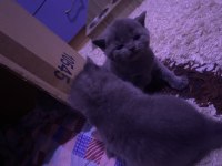British shorthair yavru kedilerim