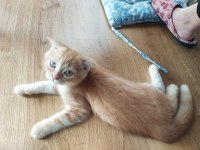 Kedi sahiplendirilecek
