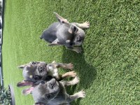 Fransız bulldog lilak tan ve blue yavrular