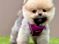 Safkan Pomeranian Boo Yavrularımız