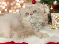 British longhair dişi