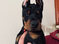 ERKEK - DİŞİ EUROPEAN DOBERMAN YAVRULARIM IRK GARANTİLİ