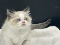 Ragdoll Bebekler Rezerve Açık
