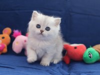 Silver British Shorthair Bebek