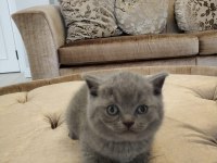 British shorthair yavrular