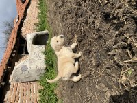 Mükemmel kalite GOLDEN retriever yavrular