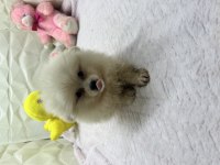 2.5 aylık erkek dişi üst kalite pomeranianlar