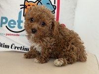 Petmode köpek çiftliğinden kore maltipoo