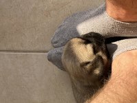 Pug mops yavrusu