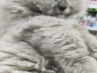 A kalite british longhair