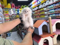 Scottish fold yavrumuz