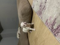 EGZOTİK FRENCH BULLDOG YAVRULARIMIZ EV ORTAMINDA BÜYÜYORLAR