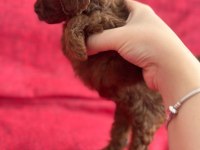Safkan kore teacup poodle yavrular