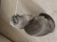 Safkan scottish fold 1.5 yaşında