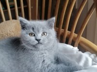 Babalık Hakkımız Teslime Hazır British Shorthair