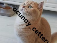 Kedimiz yeni yuvasını arıyor