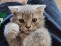 Scottish Fold dişi ve British Shorthair erkek dişi
