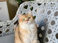 BRİTİSH SHORTHAİR ŞAMPİYON KEDİMİZ
