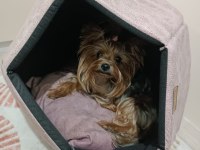Yorkshire terrier bebeklerim yeni yuvasını arıyor
