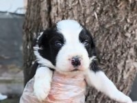 Border collie yavrularımız