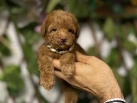 Tedi Surat Kore Dişi Oyuncak Kaniş