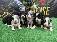 Safkan border collie ırk garantili yavrular