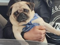 1 yaşında Aşıları Tam Pug