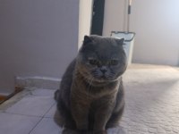 Kedimize ücretsiz bakacak aile
