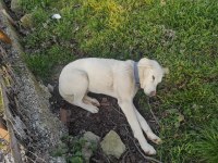 anne köpeğimiz ve iki kızına ömürlük yuva arıyorum